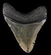Serrated, Megalodon Tooth - North Carolina #59053-1